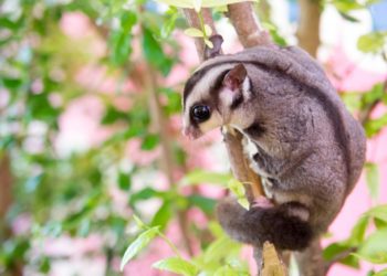 Quel est le seul mammifère volant ?