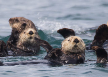Est-ce que les loutres sont Necrophiles ?