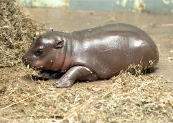 Quel est le nom du petit de l'hippopotame ?