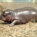 Quel est le nom du petit de l'hippopotame ?