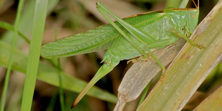 Où vit la grande sauterelle verte ?