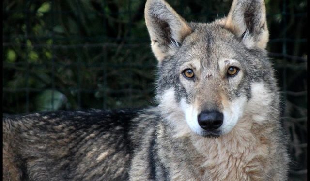 Quel est le nom de la femelle du loup ?