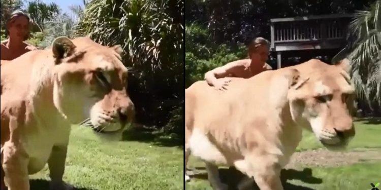 Comment s'appelle le bébé du ragondin ?