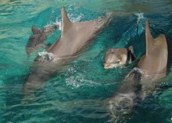 Comment sont les bébés dauphins ?