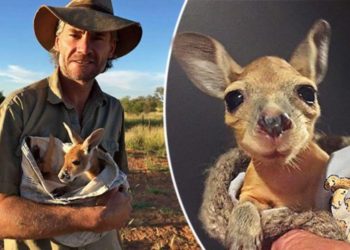 Comment se nomme le bébé du kangourou ?