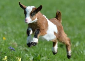 Comment on appelle un bébé chèvre ?