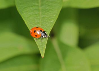 Quel animal a 7 cœurs ?