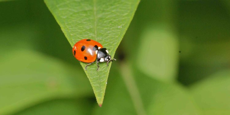 Quel animal a 7 cœurs ?