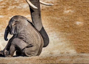 Quel est le prédateur de l'éléphant ?