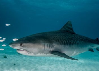 Comment on appelle un bébé requin ?