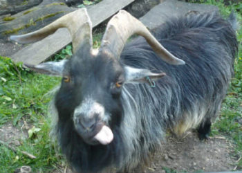 Quel est le nom de la femelle du bouc ?