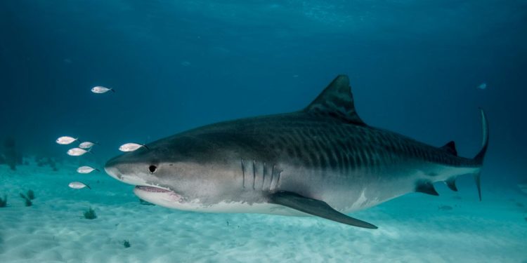 Comment on appelle un bébé requin ?