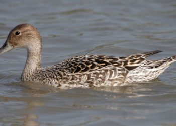 Quel est le nom de la femelle du rhinocéros ?