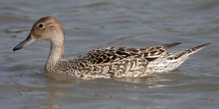 Quel est le nom de la femelle du rhinocéros ?
