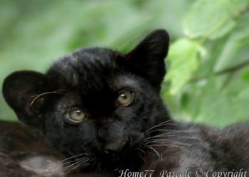 Comment s'appelle le bébé de la panthère ?