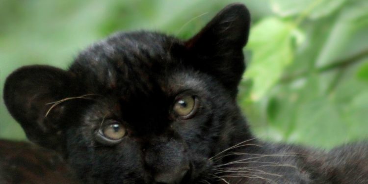 Comment s'appelle le bébé de la panthère ?