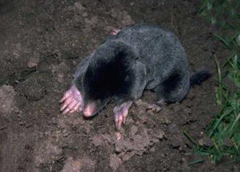 Quel est le nom du petit de la taupe ?