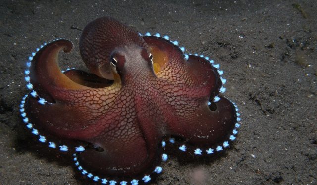 Pourquoi le poulpe à trois coeurs ?