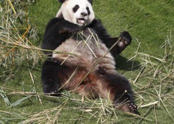 Comment s'appelle le bébé hibou ?