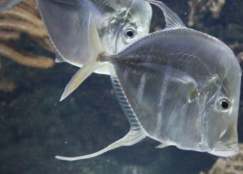 Quel est le nom du bébé poisson ?