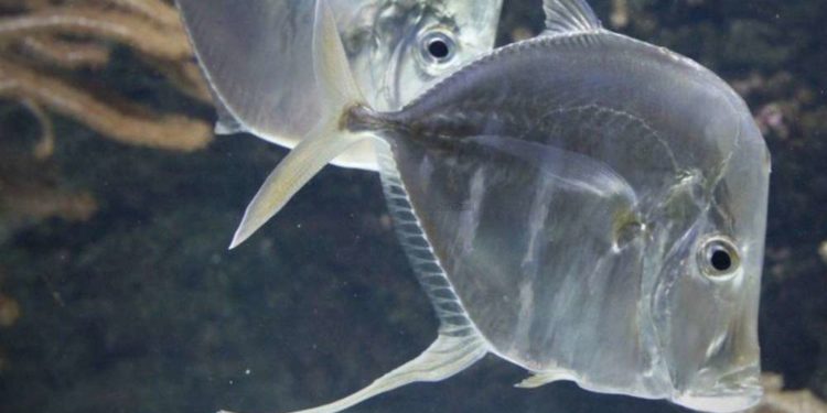 Quel est le nom du bébé poisson ?