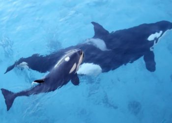 Comment s'appelle le bébé de l'orque ?