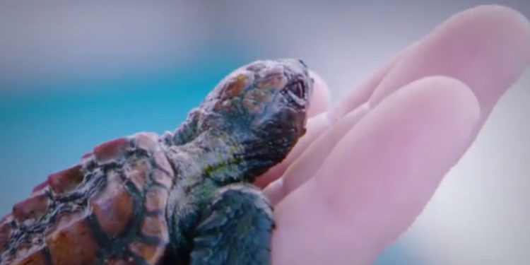 Quel est le nom du bébé de la tortue ?