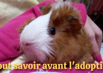 Comment s'appelle le bébé d'un cochon ?