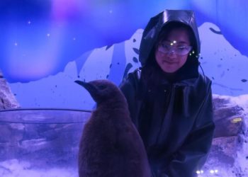 Comment s'appelle le bébé manchot ?