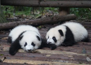 Comment s'appelle le bébé d'un panda ?