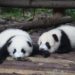 Comment s'appelle le bébé d'un panda ?