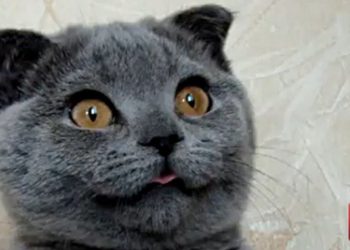 Comment s'appelle le chat le plus mignon du monde ?