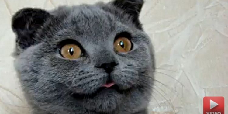 Comment s'appelle le chat le plus mignon du monde ?