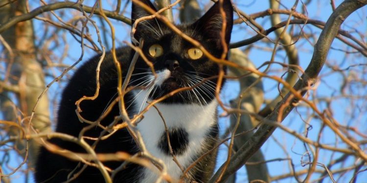 Comment faire pour appeler un chat ?