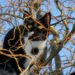 Comment faire pour appeler un chat ?
