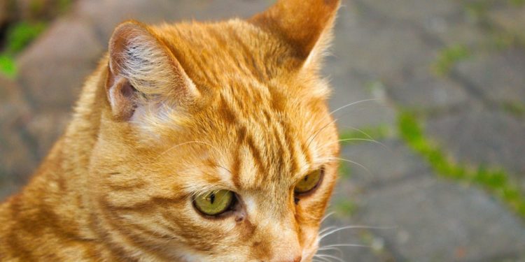 Quelle star a un chat roux ?