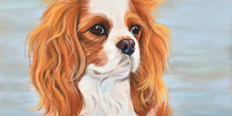 Comment s'appelle le Cavalier King Charles pix ?