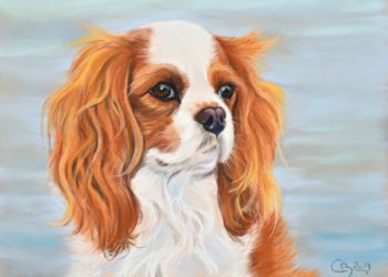 Comment s'appelle le Cavalier King Charles pix ?