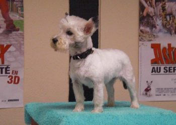 Quelle est la race du chien Idefix ?