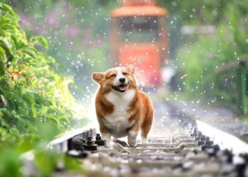 Comment s'appelle le chien de Clarabelle ?