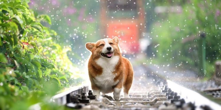 Comment s'appelle le chien de Clarabelle ?