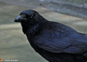 Quel est le chant de la corneille ?