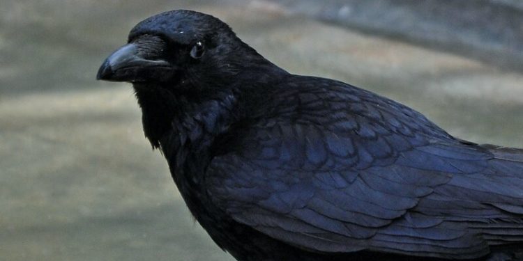 Quel est le chant de la corneille ?