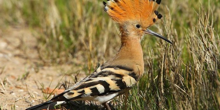 Comment attirer une huppe fasciée ?