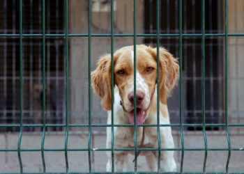 Qui est le dieu des chiens ?