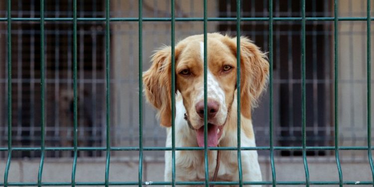 Qui est le dieu des chiens ?