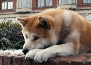 Quelle est la race de chien dans le film Hatchi ?