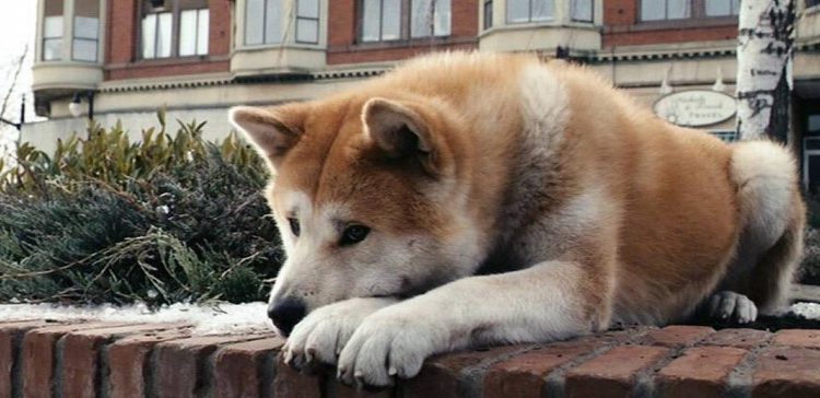 Quelle est la race de chien dans le film Hatchi ?