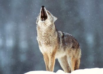 Comment on appelle un loup qui hurle ?