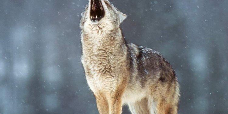 Comment on appelle un loup qui hurle ?